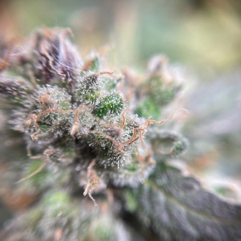 Gelato growlog timeline photo