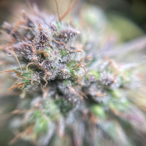 Gelato growlog timeline photo