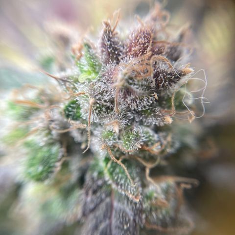 Gelato growlog timeline photo