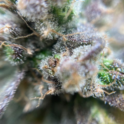 Gelato growlog timeline photo