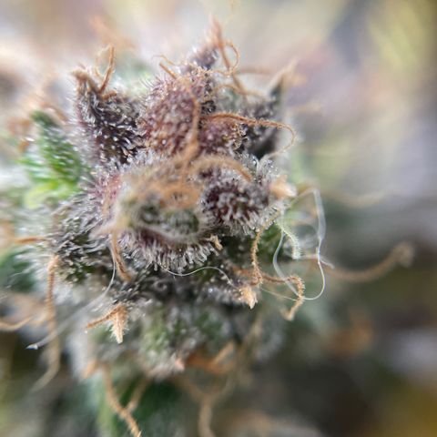 Gelato growlog timeline photo