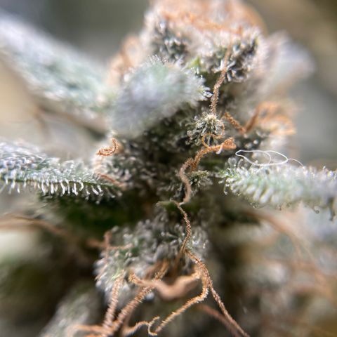Gelato growlog timeline photo