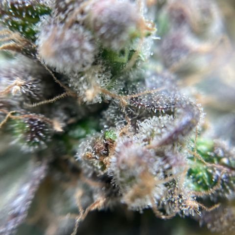 Gelato growlog timeline photo