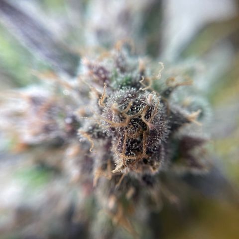 Gelato growlog timeline photo