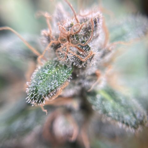 Gelato growlog timeline photo