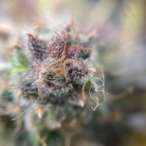 Gelato growlog timeline photo
