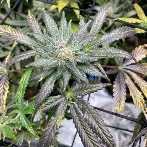 Gelato growlog timeline photo