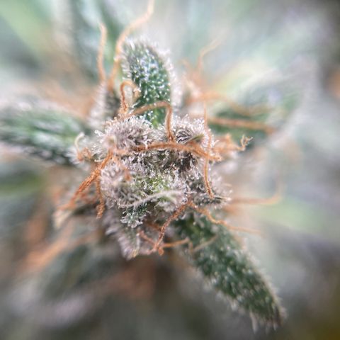 Gelato growlog timeline photo
