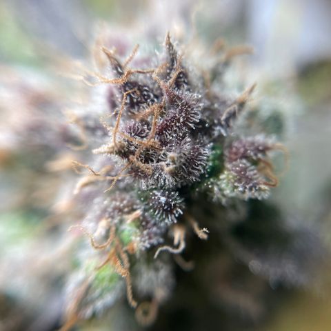 Gelato growlog timeline photo