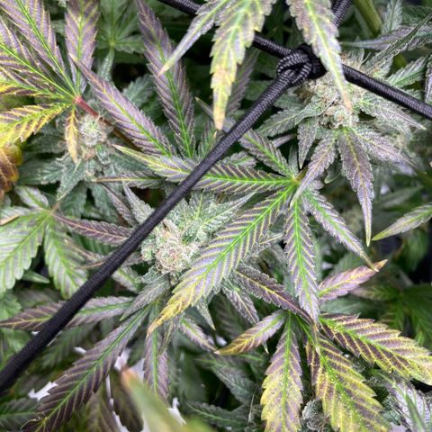 Gelato growlog timeline photo