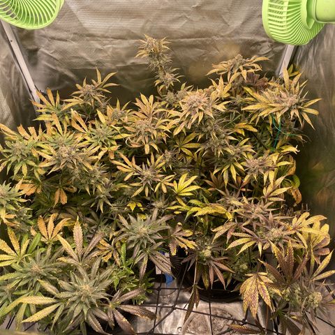 Gelato growlog timeline photo