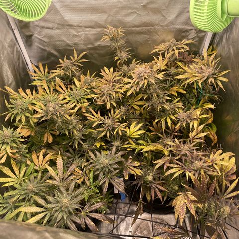 Gelato growlog timeline photo