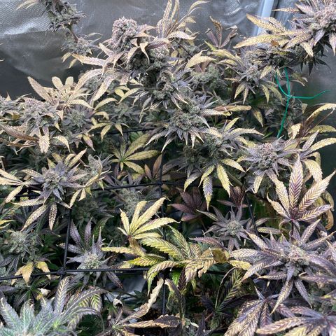 Gelato growlog timeline photo