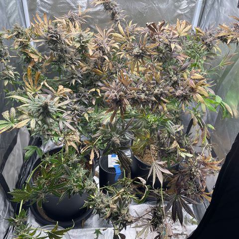 Gelato growlog timeline photo