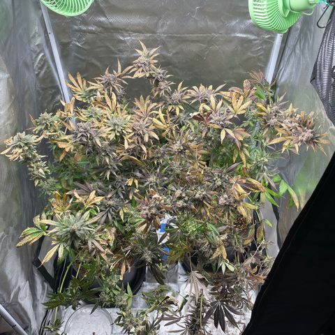Gelato growlog timeline photo