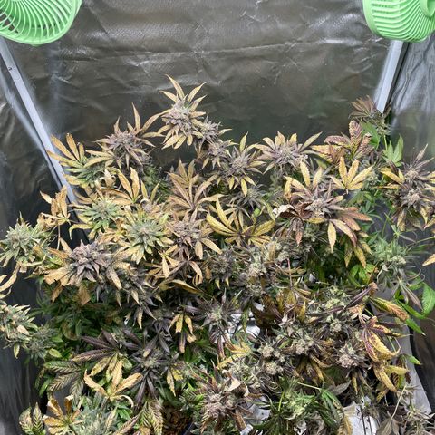 Gelato growlog timeline photo