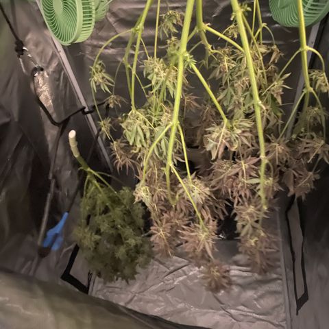 Gelato growlog timeline photo