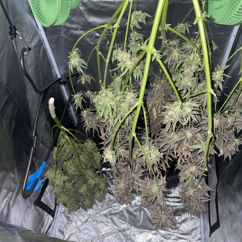 Gelato growlog timeline photo