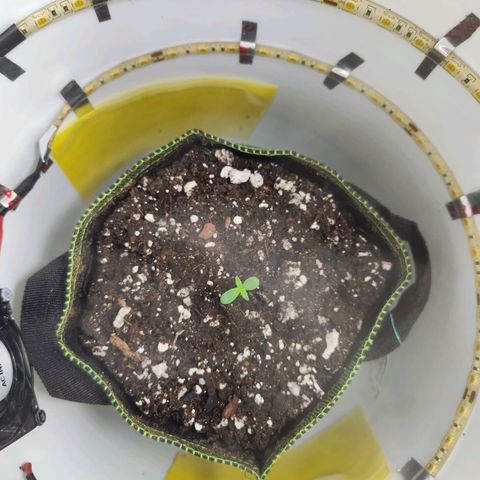 Pinot Noir growlog photo: Day 1