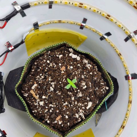 Pinot Noir growlog photo: Day 2