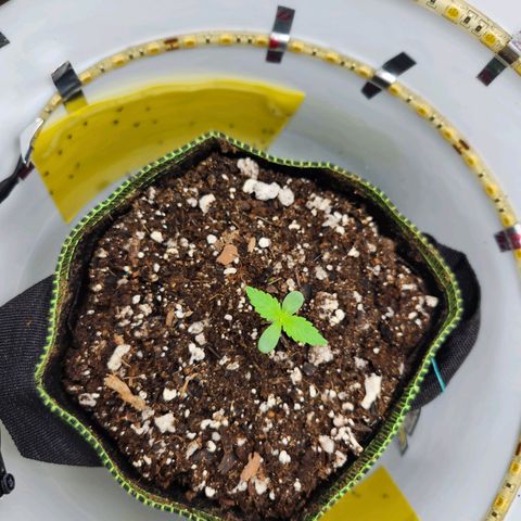 Pinot Noir growlog photo: Day 3

Slight fungus gnat issue. Will ride it out until around day 10 or so when she's ready for a good drench with a nematodes. 