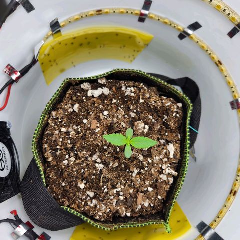 Pinot Noir growlog photo: Day 4