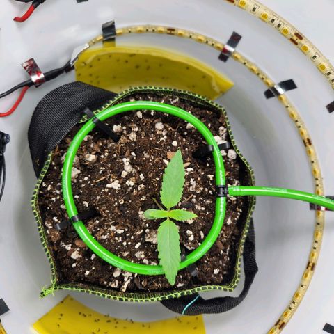 Pinot Noir growlog photo: Day 6