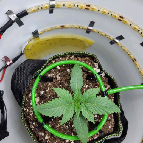 Pinot Noir growlog photo: Day 10. Looking ok for just getting back from a trip. Ready from 1/2 tsp/gal calmag and 1/2 tsp/gal recharge