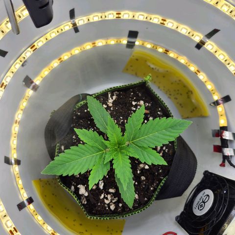 Pinot Noir growlog photo: Day 11