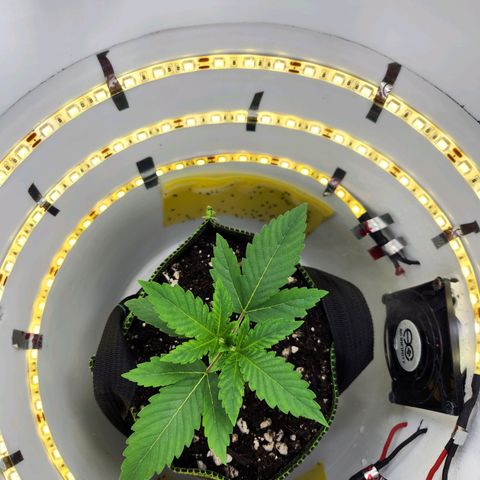 Pinot Noir growlog photo: Day 12
