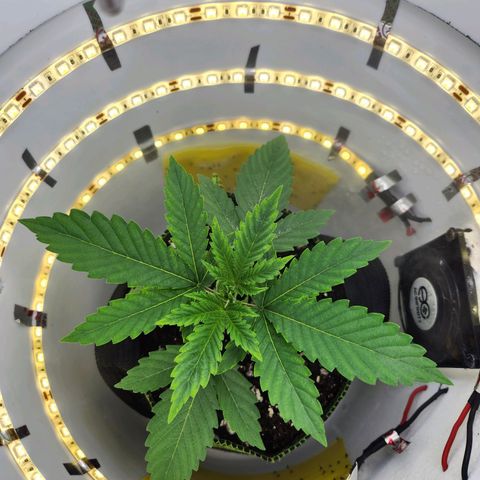 Pinot Noir growlog photo: Day 14