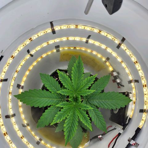 Pinot Noir growlog photo: Day 15