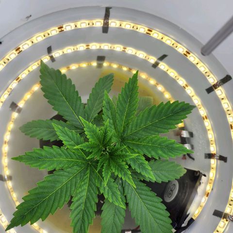 Pinot Noir growlog photo: Day 16