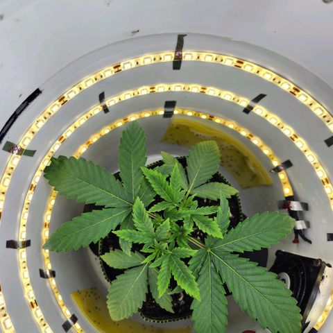 Pinot Noir growlog timeline photo
