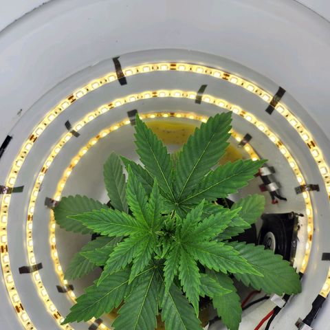 Pinot Noir growlog photo: Day 17 - Before and after topping and removing first node growth tips. 