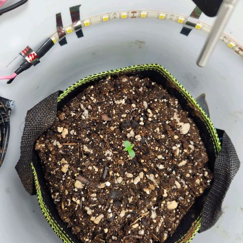 Owl Pellets growlog photo: Day 1