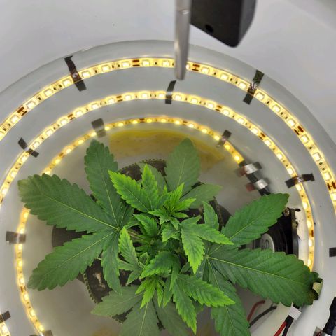 Pinot Noir growlog photo: Day 18