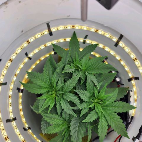 Pinot Noir growlog photo: Day 23 Pre LST