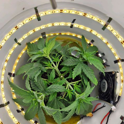 Pinot Noir growlog photo: Day 23 Post LST