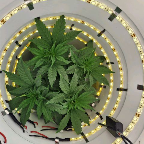 Pinot Noir growlog photo: Day 24