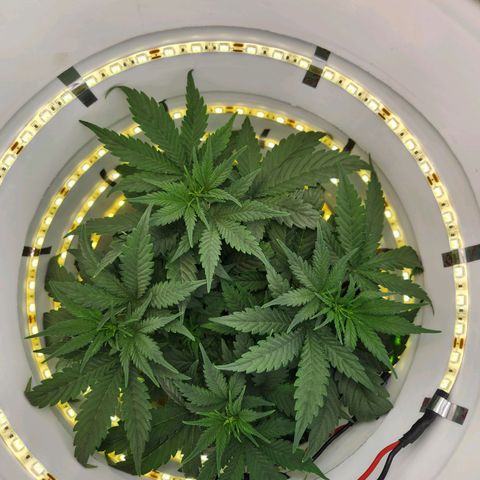 Pinot Noir growlog photo: Day 28 pre Trim and LST
