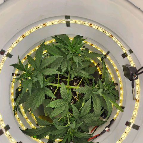 Pinot Noir growlog photo: Day 28 post trim and LST