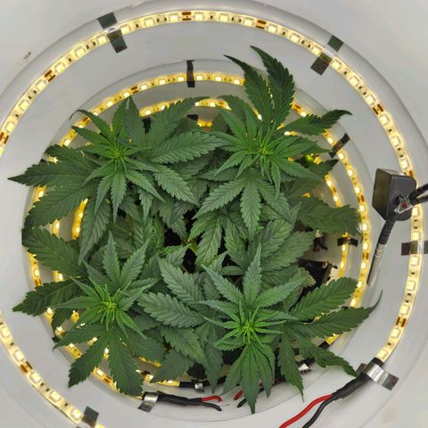 Pinot Noir growlog photo: Day 29