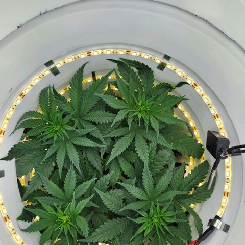Pinot Noir growlog photo: Day 30