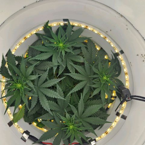 Pinot Noir growlog photo: Day 33