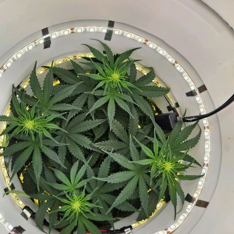 Pinot Noir growlog photo: Day 36
