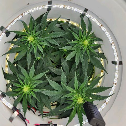 Pinot Noir growlog photo: Day 37