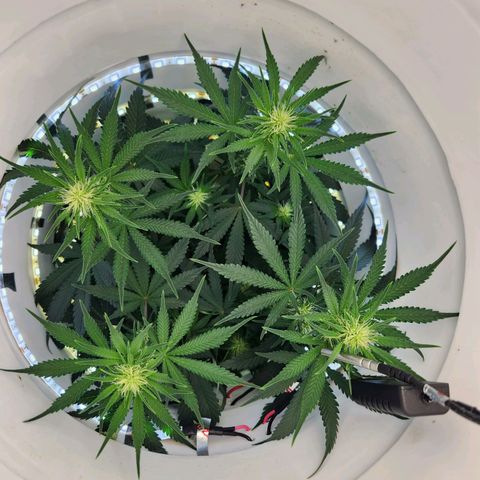 Pinot Noir growlog photo: Day 41