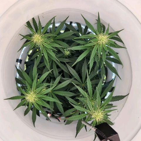 Pinot Noir growlog photo: Day 45