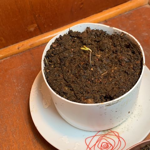 Critical Haze growlog timeline photo